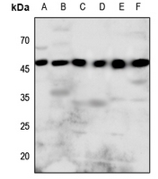 Rabbit anti-P2Y8 Polyclonal Antibody