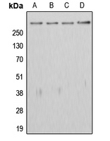Rabbit anti-APC Polyclonal Antibody
