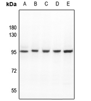 Rabbit anti-ATF6B Polyclonal Antibody