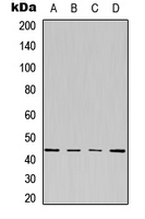 Rabbit anti-Phospho-Kappa Opioid Receptor(Ser369) Polyclonal Antibody