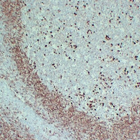 Mouse anti-CD79a Monoclonal Antibody