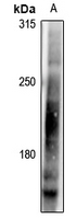 Rabbit anti-LRP6(pT1479) Polyclonal Antibody