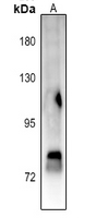 Rabbit anti-Phospho-STAT4(Tyr693) Polyclonal Antibody