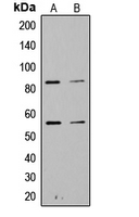 Rabbit anti-PI3K p85 α(pY467/199) Polyclonal Antibody