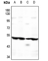 Rabbit anti-ATG4C Polyclonal Antibody