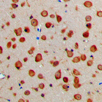 Rabbit anti-NXPH1 Polyclonal Antibody
