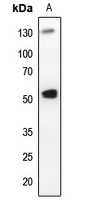 Rabbit anti-PLK1 Polyclonal Antibody