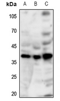 Rabbit anti-GPR86 Polyclonal Antibody