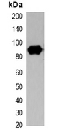 Mouse anti-S-Tag Monoclonal Antibody