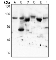 Rabbit anti-STAT3(AcK87) Polyclonal Antibody