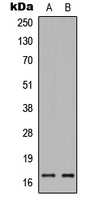 Rabbit anti-Phospho-Histone H3(Ser28) Polyclonal Antibody